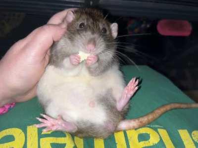 SodaPop and his moobies are just to cute!