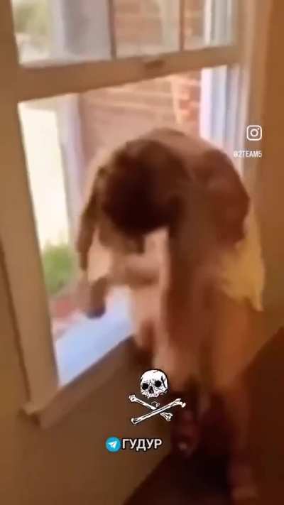 She sure showed that window who's boss!