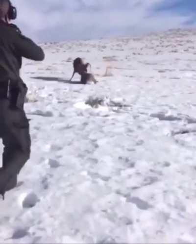 Park ranger uses shotgun to separate two bucks