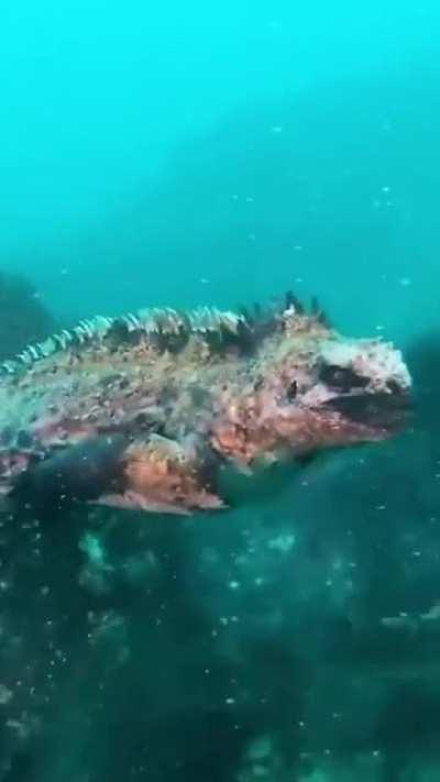 Marine iguana in the Galapagos