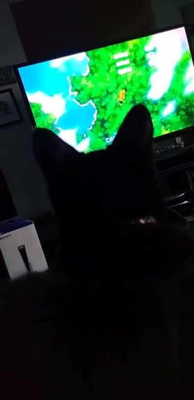 My first time watching Naruto and I think my cat enjoys it just as much as I do