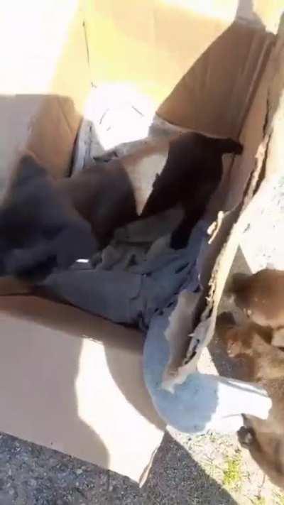 Abandonaron unos perritos en la ruta y un camionero frenó para adoptarlos