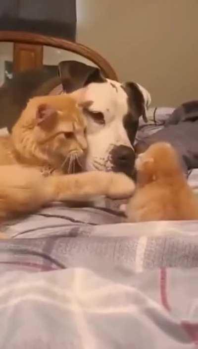 Mommy cat showing her kitten to best friend dog