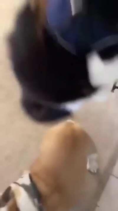 ACME PRESENTS - The Bouncy Cat