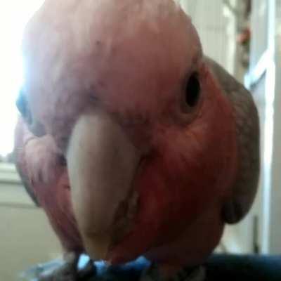 POV: you are being investigated by a galah