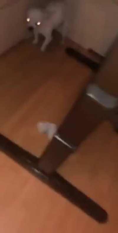 Poor Thing (NSFW), irresponsible owner 😒