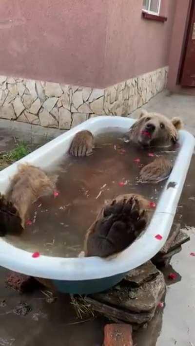 Bear Bath Time