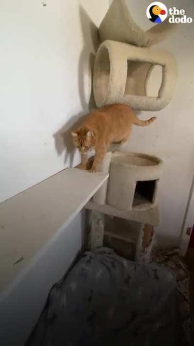 They bought a house with 16 stray cats