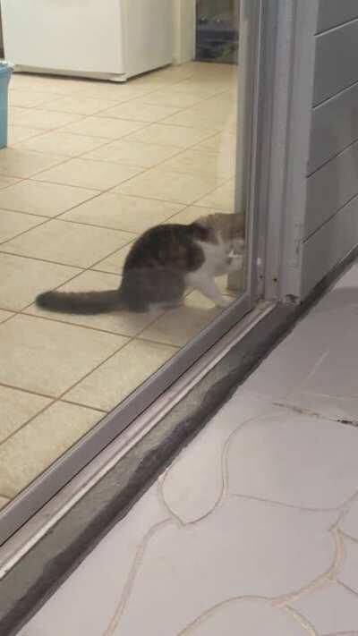 I've seen the human open this before