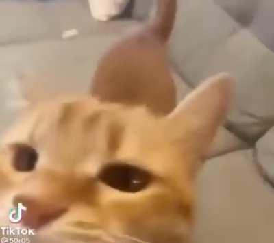 I don't watch gay porn