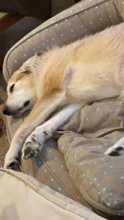 He only barks in his sleep