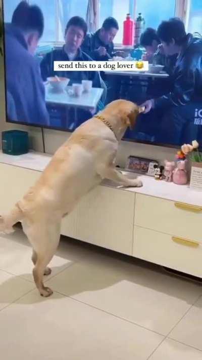 Send this to a Dog lover 