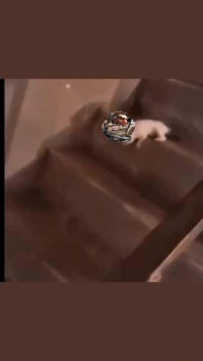 Catch me if you can!