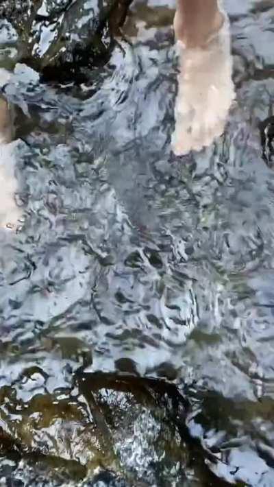 Nature is Bliss (From TikTok)