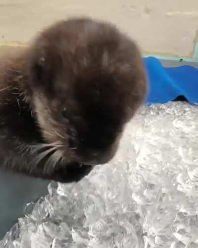 #ASRM. Sea otter eating ice, from Vancouver Aquarium.