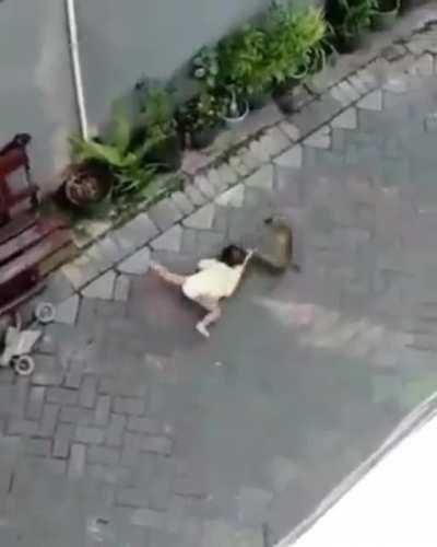 I- I don’t even know it’s a monkey stealing a child