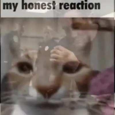 Apenas sigmans senhores😎