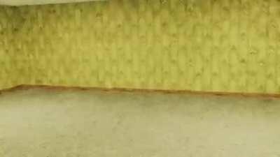 I’m stuck in the Backrooms. I’m getting hungry, and I’m not sure what to do.