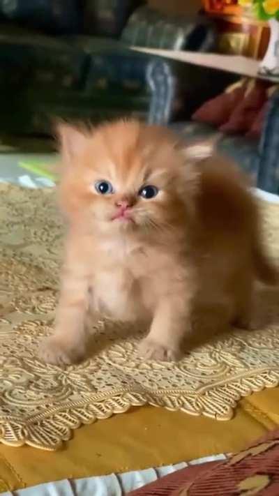 Infinity angy. Much scary!