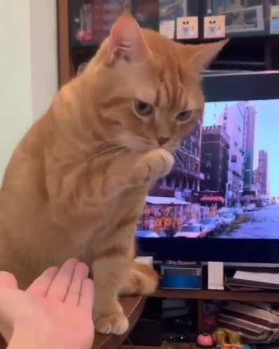 Cat.