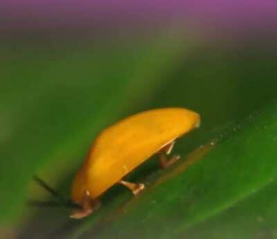 a cute little beetle