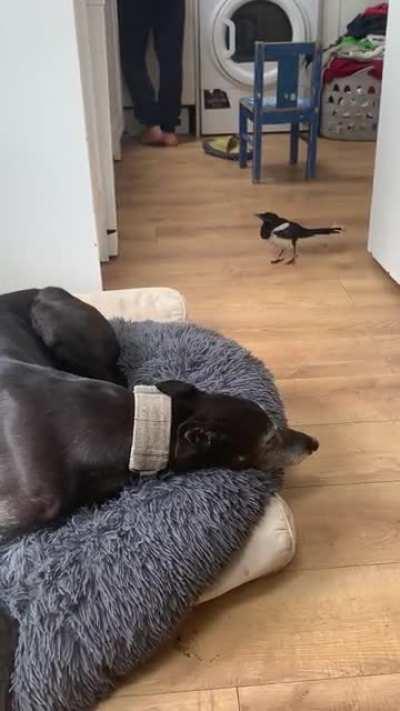 Magpie messing with dog
