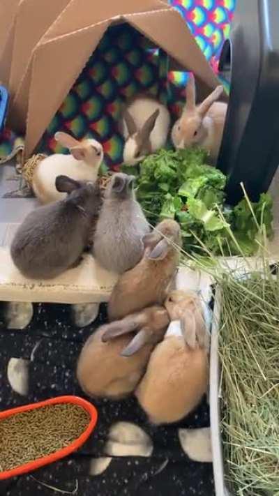 Sheltered baby bunnies