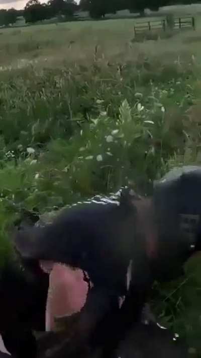 Deer comes out of nowhere