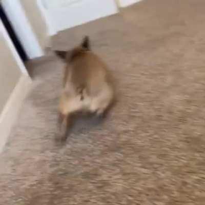 Another day… another zoomie breakout