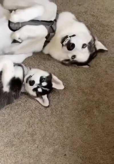 It's in the goofy genes