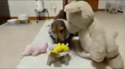 Dog invites all its stuffed animal friends to eat..