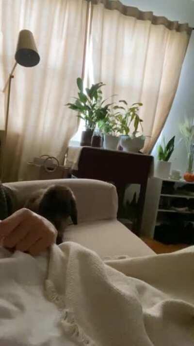 Peanut Chunk’s morning zooms on mama 🥰