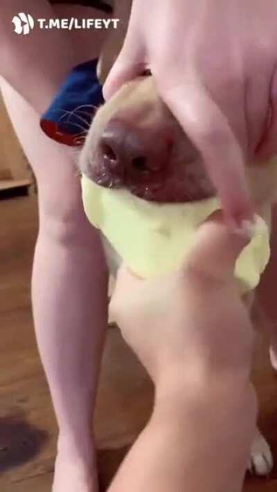 Сожрать украденное масло любой ценой.