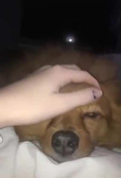 Dog need scritches