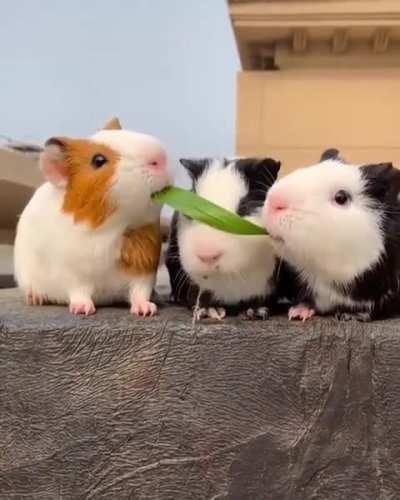 Savage Moves in the Animal Kingdom