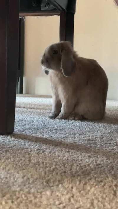 The elusive bunny yawn, finally caught on camera! It’s both adorable and terrifying. 😂😂