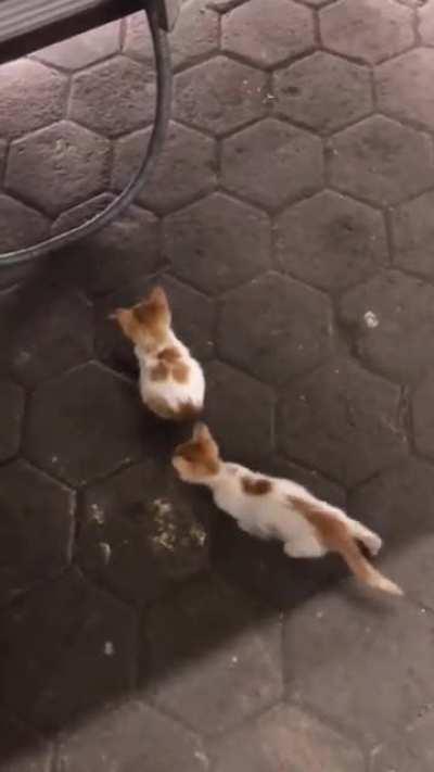 This pair of criminals are about to attack...