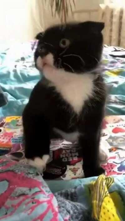 I am Kitten! (repost)