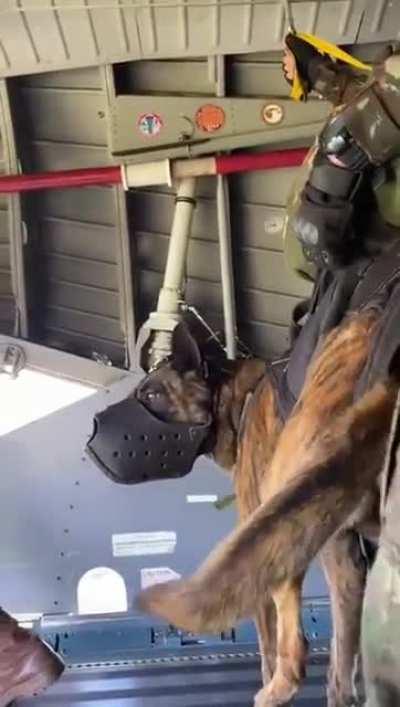 Special forces dog