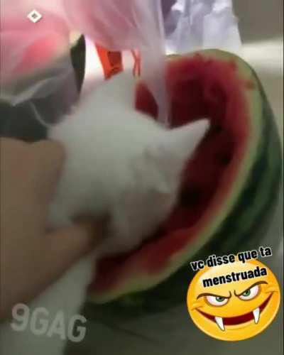 Qual e a graça? Imaginei que perguntaria