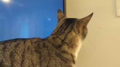 Confused By Cat Disappearing Off Screen