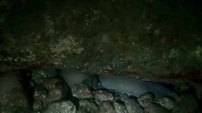 Не очень хорошее видео получилось, во всех планах, но просто не могу не поделиться)