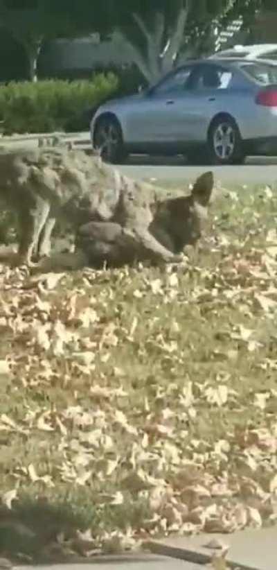 Mange-infested Coyote kills a cat