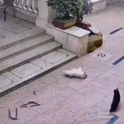 teLeKInetIc cAt sLaYs DoG jUST By staRiNG AT It