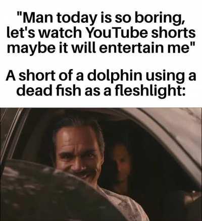 🐬🐬🐬