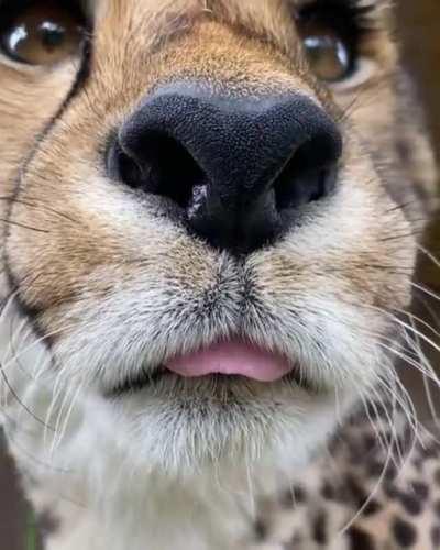 Booping a Cheetah's Tongue