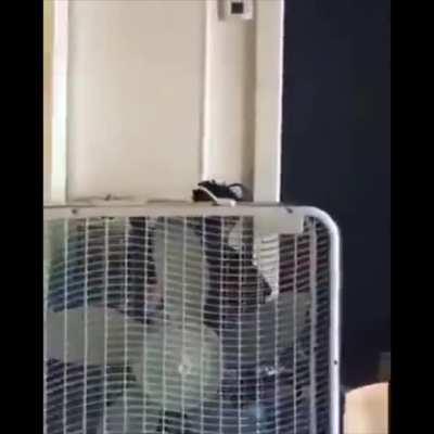 Realist on da block. Too bad he missed.