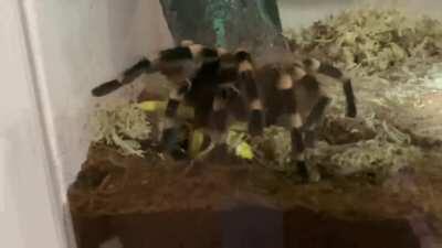 My Brazilian White Knee taking down a big locust 🕷🦗✨