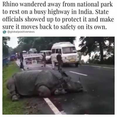 Assam floods: Worn-out rhino rests on highway outside Kaziranga National Park.