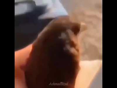 holy shit is this the hip new game Angry Birders?